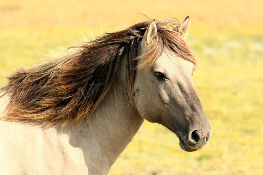 4 reasons your horses mane is falling out.