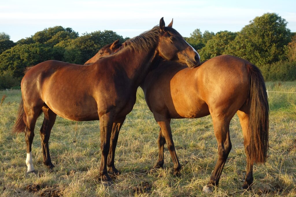 4 reasons your horses mane is falling out.