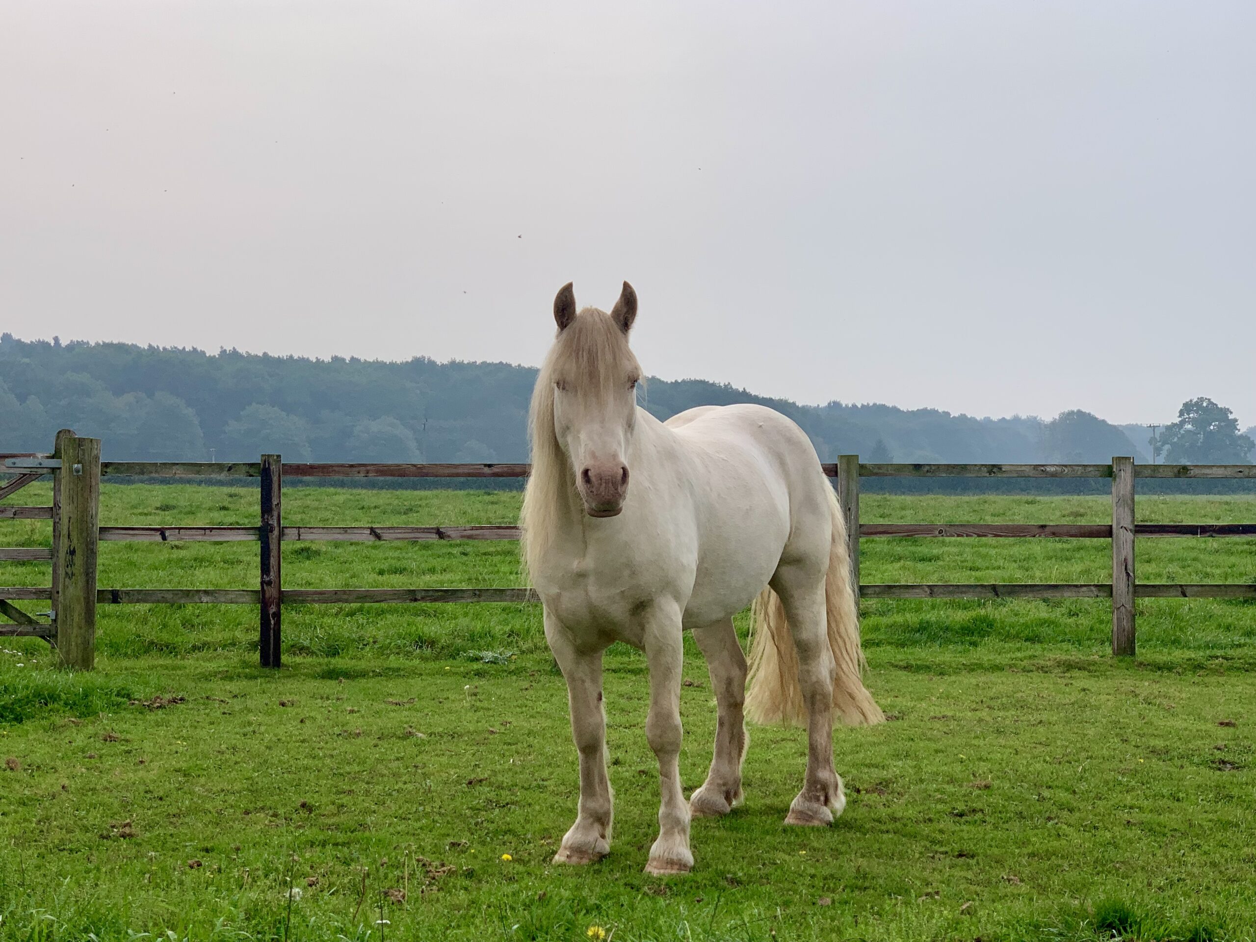 Autumn grass – hot hooves and pulses –> Is it the start of laminitis?